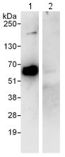 Immunoprecipitation - Anti-Methionine Aminopeptidase 2/p67 antibody (AB123523)