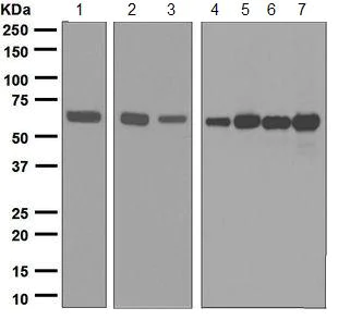 Western blot - Anti-Methionine Aminopeptidase 2/p67 antibody [EPR6886(B)] (AB124953)