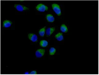 Immunocytochemistry/ Immunofluorescence - Anti-Methionyl Aminopeptidase 1/MAP 1 antibody [EPR15452(B)] (AB185540)