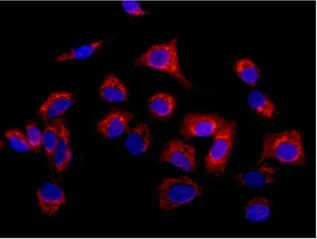 Immunocytochemistry/ Immunofluorescence - Anti-Methionyl Aminopeptidase 1/MAP 1 antibody [EPR15452(B)] (AB185540)