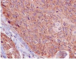 Immunohistochemistry (Formalin/PFA-fixed paraffin-embedded sections) - Anti-Methionyl Aminopeptidase 1/MAP 1 antibody [EPR15452(B)] (AB185540)