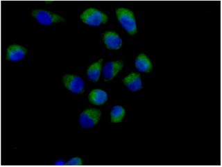 Immunocytochemistry/ Immunofluorescence - Anti-Methionyl Aminopeptidase 1/MAP 1 antibody [EPR15452(B)] - BSA and Azide free (AB250831)