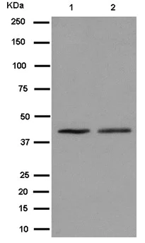 Western blot - Anti-Methionyl Aminopeptidase 1/MAP 1 antibody [EPR15452(B)] - BSA and Azide free (AB250831)