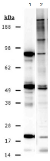 Anti-Methylated Lysine (di methyl , mono methyl ) antibody