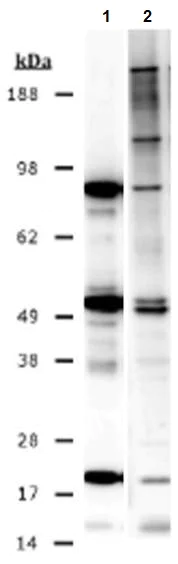 Western blot - Anti-Methylated Lysine (di methyl , mono methyl ) antibody (AB23366)