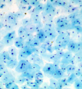 Immunohistochemistry (Formalin/PFA-fixed paraffin-embedded sections) - Methylene Blue Stain Solution (AB246830)