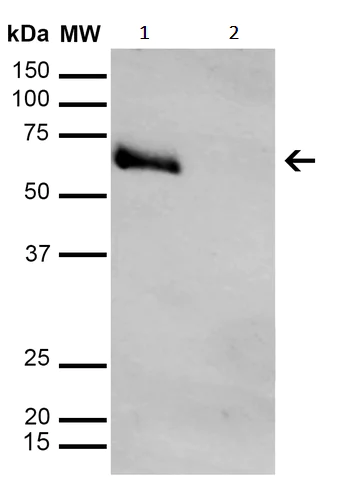 Western blot - Anti-Methylglyoxal antibody [9F11] (AB243074)