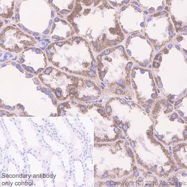 Immunohistochemistry (Formalin/PFA-fixed paraffin-embedded sections) - Anti-Methylmalonyl Coenzyme A mutase antibody [EPR7738] (AB134956), expandable thumbnail