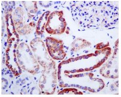 Immunohistochemistry (Formalin/PFA-fixed paraffin-embedded sections) - Anti-Methylmalonyl Coenzyme A mutase antibody [EPR7738] - BSA and Azide free (AB240091)