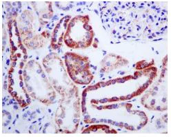 Immunohistochemistry (Formalin/PFA-fixed paraffin-embedded sections) - Anti-Methylmalonyl Coenzyme A mutase antibody [EPR7738] - BSA and Azide free (AB240091)