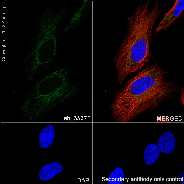 Immunocytochemistry/ Immunofluorescence - Anti-Methylmalonyl Coenzyme A mutase antibody [EPR7739] (AB133672)