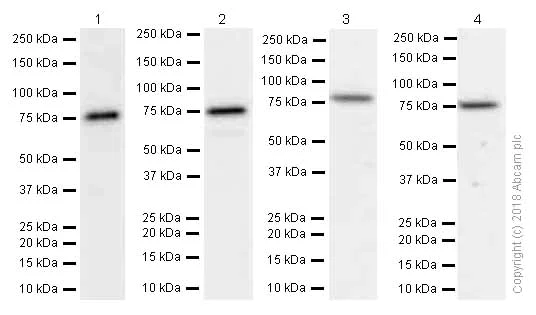 Western blot - Anti-Methylmalonyl Coenzyme A mutase antibody [EPR7739] (AB133672)