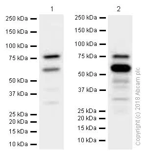 Western blot - Anti-Methylmalonyl Coenzyme A mutase antibody [EPR7739] (AB133672)