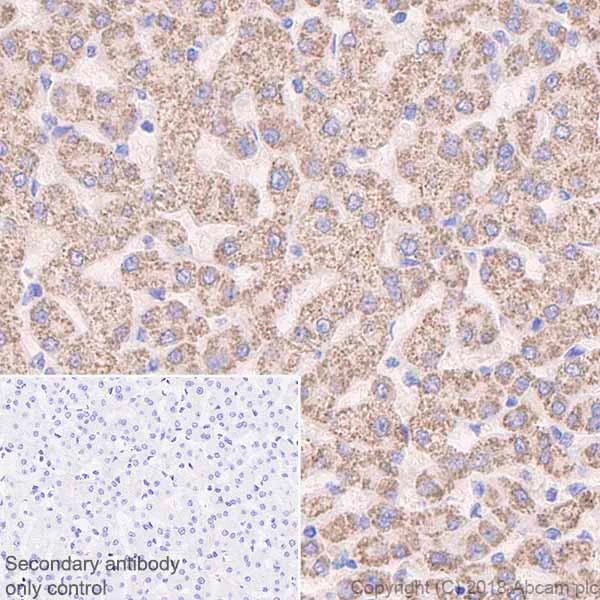 Immunohistochemistry (Formalin/PFA-fixed paraffin-embedded sections) - Anti-Methylmalonyl Coenzyme A mutase antibody [EPR7739] - BSA and Azide free (AB236068)