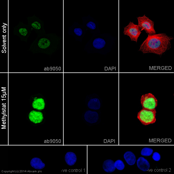 Functional Studies - Methylstat, jumonji C domain-containing histone demethylase inhibitor (AB144566), expandable thumbnail
