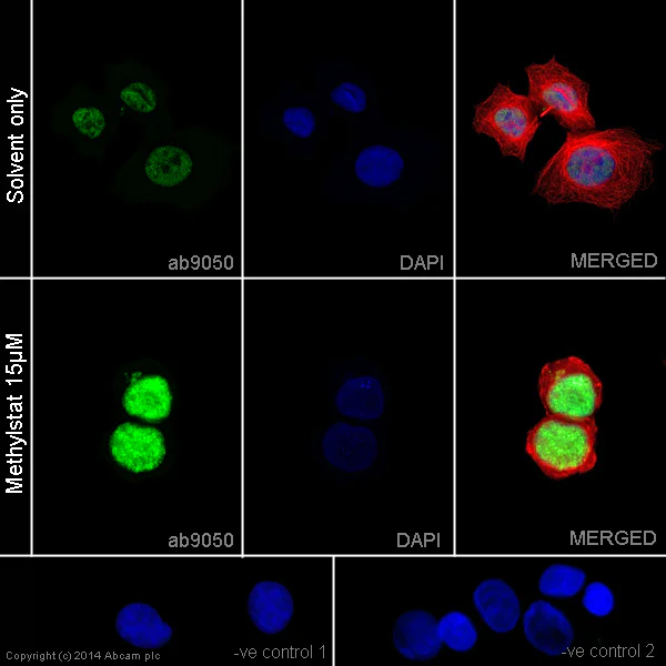 Functional Studies - Methylstat, jumonji C domain-containing histone demethylase inhibitor (AB144566)