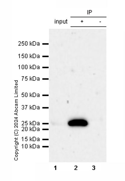 Immunoprecipitation - Anti-Methyltransferase like 5 antibody [EPR27864-16] - BSA and Azide free (AB319143)