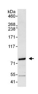 Immunoprecipitation - Anti-Metnase antibody (AB129455)