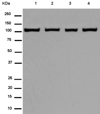 Western blot - Anti-MetRS/MARS antibody [EPR9872] (AB180497)