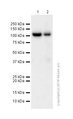 Western blot - Anti-MetRS/MARS antibody [EPR9872] (AB180497)