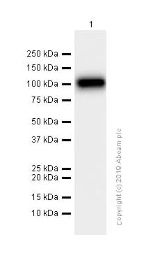 Western blot - Anti-MetRS/MARS antibody [EPR9872] (AB180497)