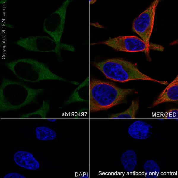 Immunocytochemistry/ Immunofluorescence - Anti-MetRS/MARS antibody [EPR9872] - BSA and Azide free (AB250200)