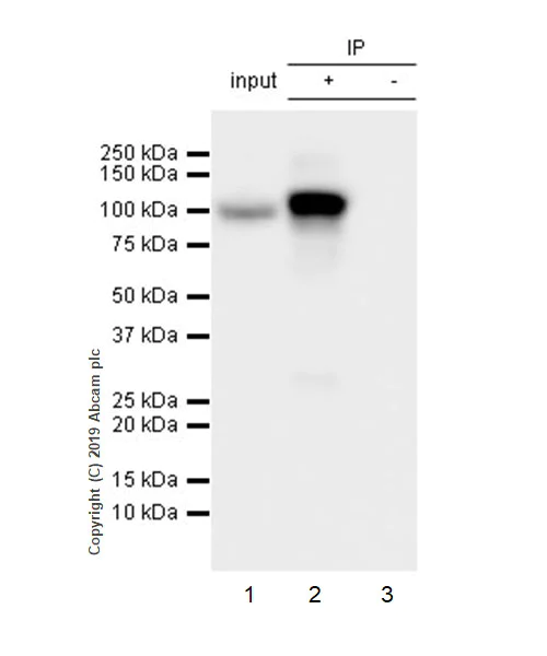 Immunoprecipitation - Anti-MetRS/MARS antibody [EPR9872] - BSA and Azide free (AB250200)