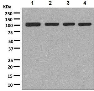 Western blot - Anti-MetRS/MARS antibody [EPR9873(B)] (AB137105)