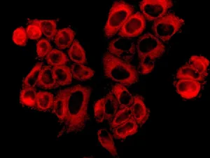 Immunocytochemistry/ Immunofluorescence - Anti-MetRS/MARS antibody [EPR9873(B)] - BSA and Azide free (AB248821)
