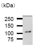 Immunoprecipitation - Anti-MetRS/MARS antibody [MARSD10B4] (AB50793)