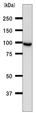 Western blot - Anti-MetRS/MARS antibody [MARSD10B4] (AB50793)