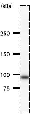 Western blot - Anti-MetRS/MARS antibody [MARSD10B4] (AB50793)