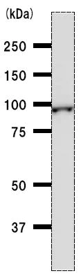 Western blot - Anti-MetRS/MARS antibody [MARSD10B4] (AB50793)