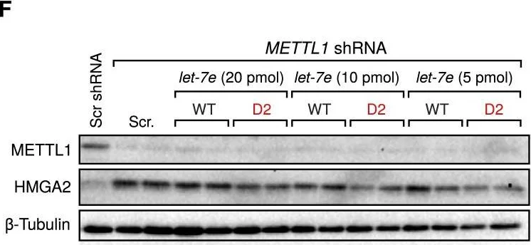 Western blot - Anti-METTL1 antibody (AB157097)