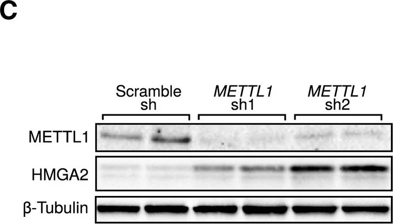 Western blot - Anti-METTL1 antibody (AB157097)