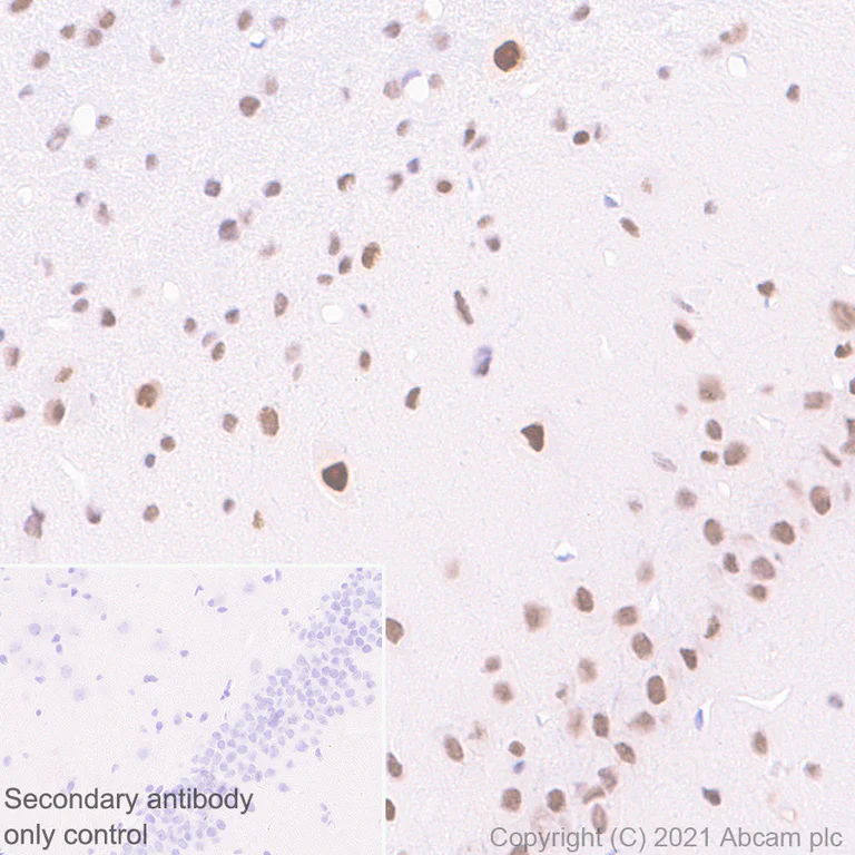Immunohistochemistry (Formalin/PFA-fixed paraffin-embedded sections) - Anti-METTL1 antibody [EPR24320-27] (AB271063)