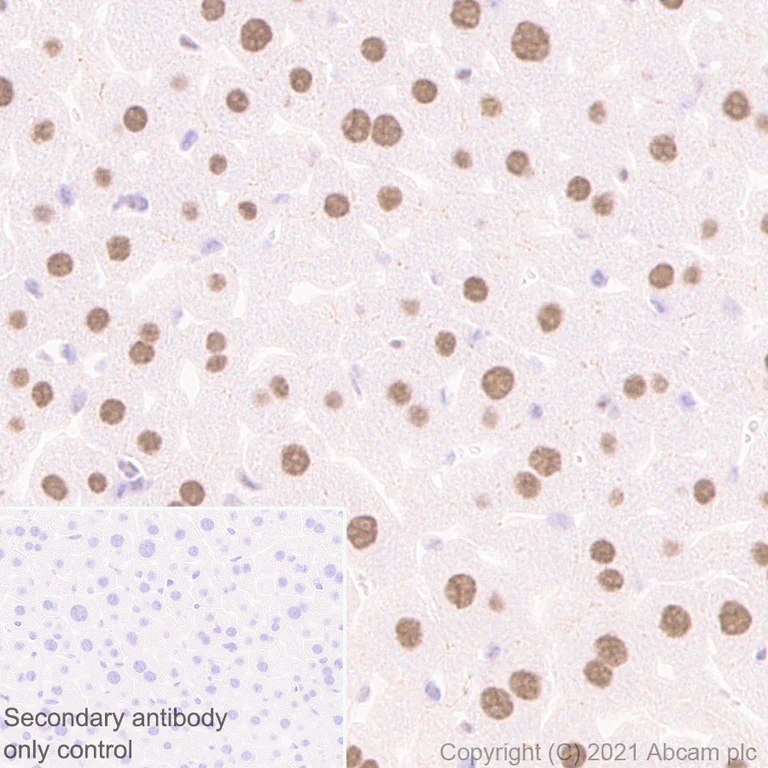 Immunohistochemistry (Formalin/PFA-fixed paraffin-embedded sections) - Anti-METTL1 antibody [EPR24320-27] (AB271063)