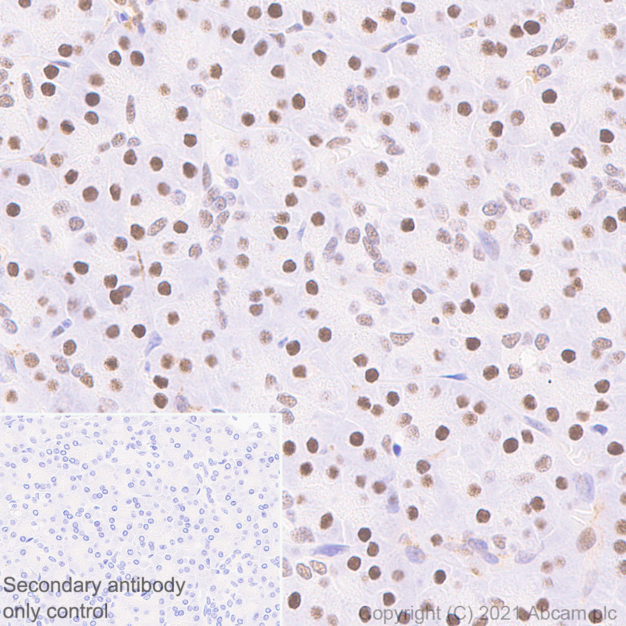 Immunohistochemistry (Formalin/PFA-fixed paraffin-embedded sections) - Anti-METTL1 antibody [EPR24320-27] (AB271063)
