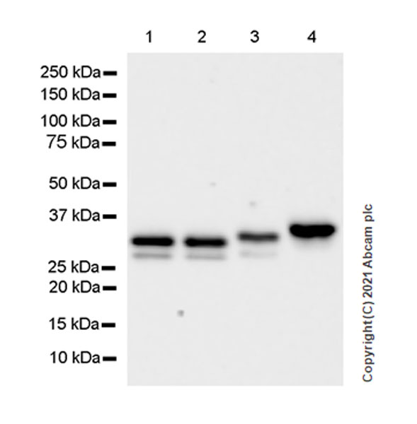Western blot - Anti-METTL1 antibody [EPR24320-27] (AB271063)