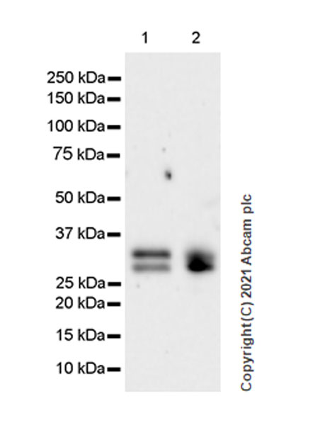 Western blot - Anti-METTL1 antibody [EPR24320-27] (AB271063)