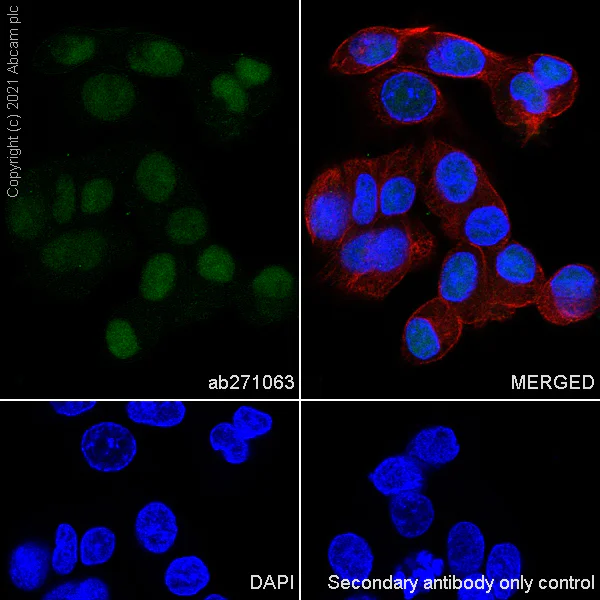 Immunocytochemistry/ Immunofluorescence - Anti-METTL1 antibody [EPR24320-27] - BSA and Azide free (AB280958)