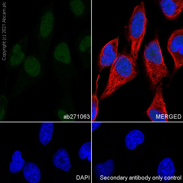 Immunocytochemistry/ Immunofluorescence - Anti-METTL1 antibody [EPR24320-27] - BSA and Azide free (AB280958)