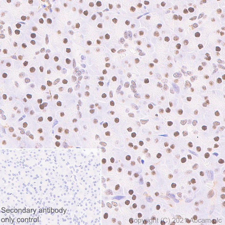 Immunohistochemistry (Formalin/PFA-fixed paraffin-embedded sections) - Anti-METTL1 antibody [EPR24320-27] - BSA and Azide free (AB280958)