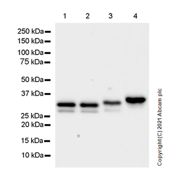 Western blot - Anti-METTL1 antibody [EPR24320-27] - BSA and Azide free (AB280958)