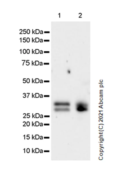 Western blot - Anti-METTL1 antibody [EPR24320-27] - BSA and Azide free (AB280958)