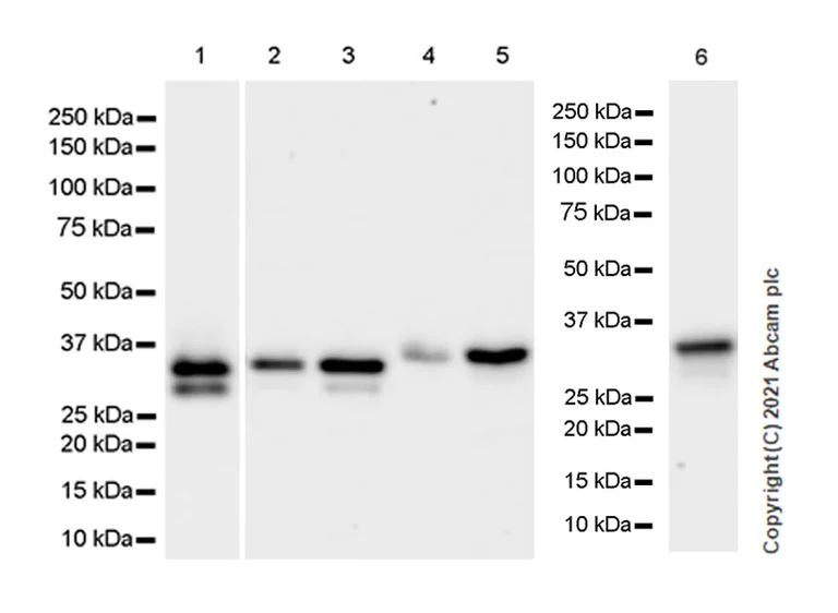 Western blot - Anti-METTL1 antibody [EPR24320-27] - BSA and Azide free (AB280958)