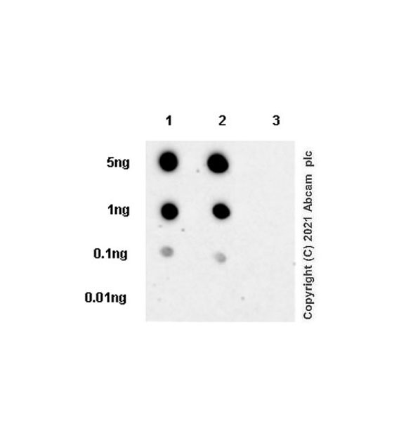 Dot Blot - Anti-METTL1 (phospho S27) antibody [EPR24280-9] (ab271062), expandable thumbnail