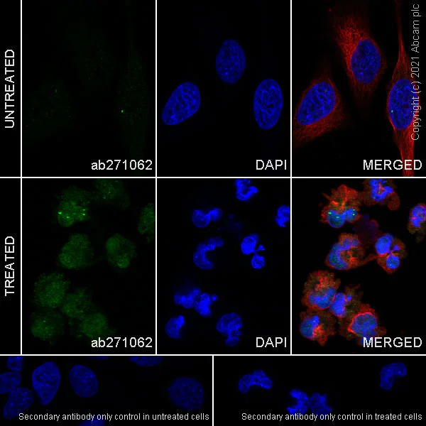 Immunocytochemistry/ Immunofluorescence - Anti-METTL1 (phospho S27) antibody [EPR24280-9] (AB271062)