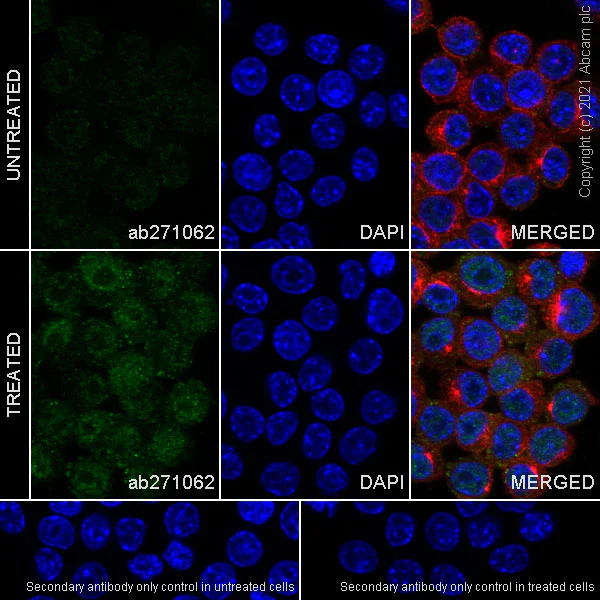 Immunocytochemistry/ Immunofluorescence - Anti-METTL1 (phospho S27) antibody [EPR24280-9] (AB271062)