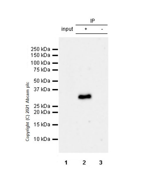 Immunoprecipitation - Anti-METTL1 (phospho S27) antibody [EPR24280-9] (AB271062), expandable thumbnail